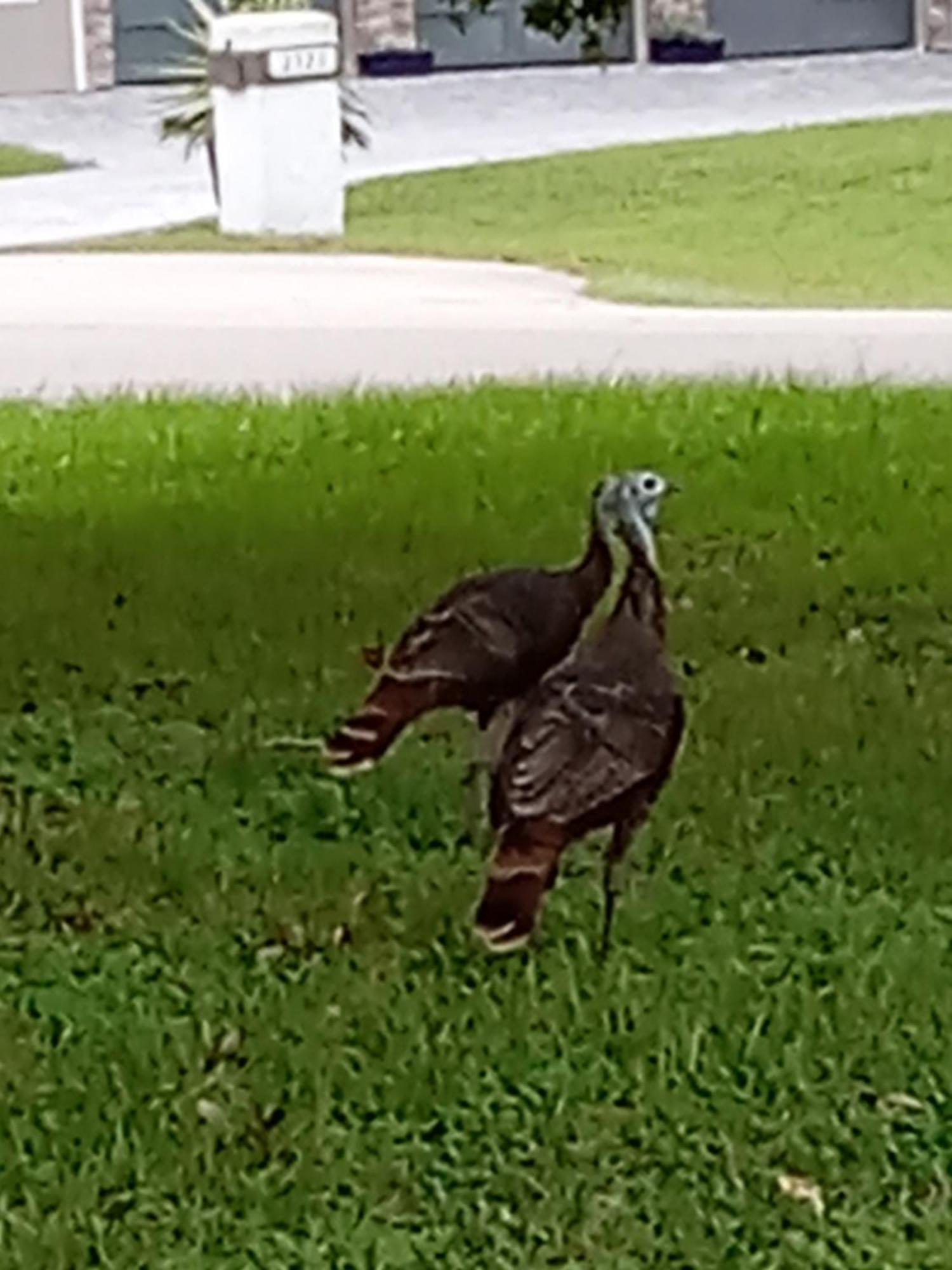 Country Cottage Kissimmee Ngoại thất bức ảnh