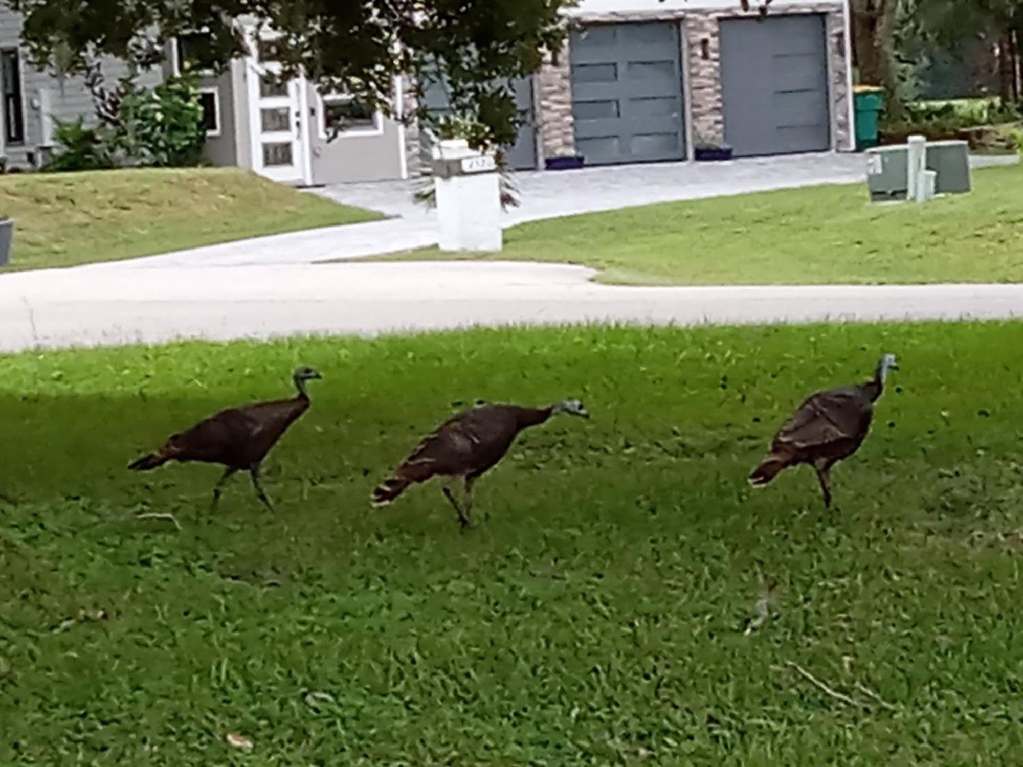 Country Cottage Kissimmee Ngoại thất bức ảnh